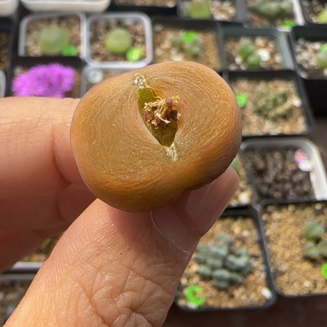 2.1cm多肉植物的398