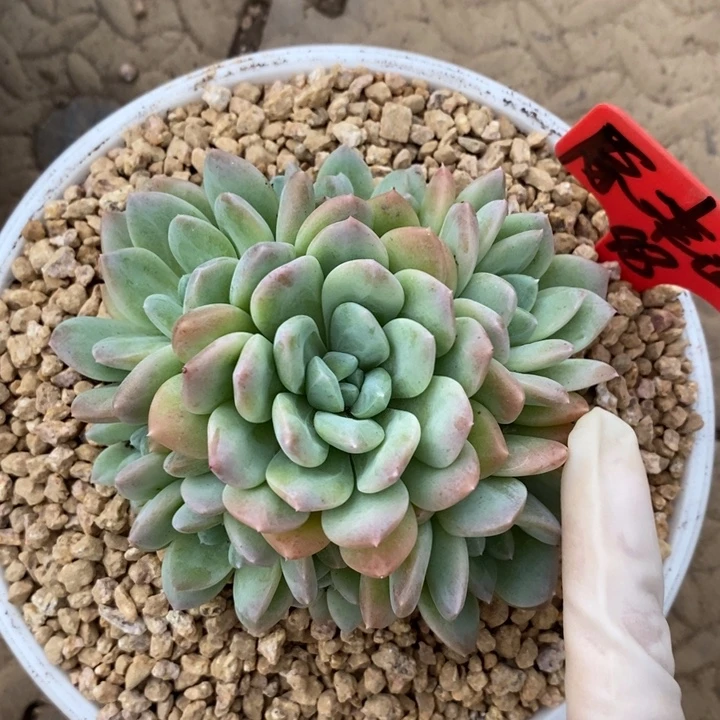 原***吖88888888888888888