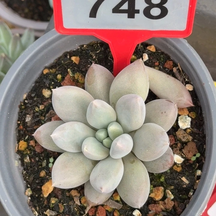 多肉植物海豚体哥特748