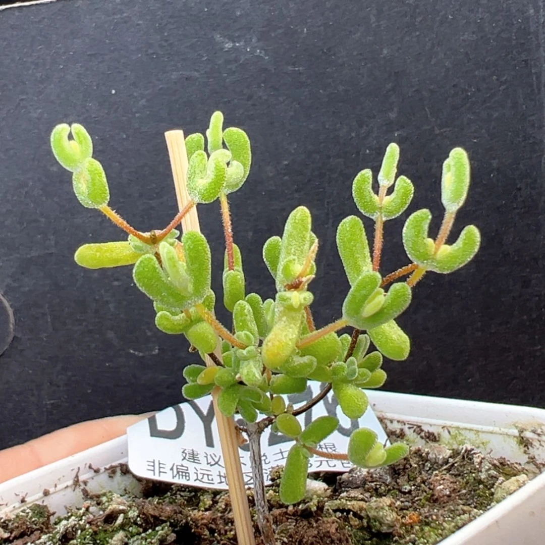 【闪购商品】dy6276月曲冠幅3cm