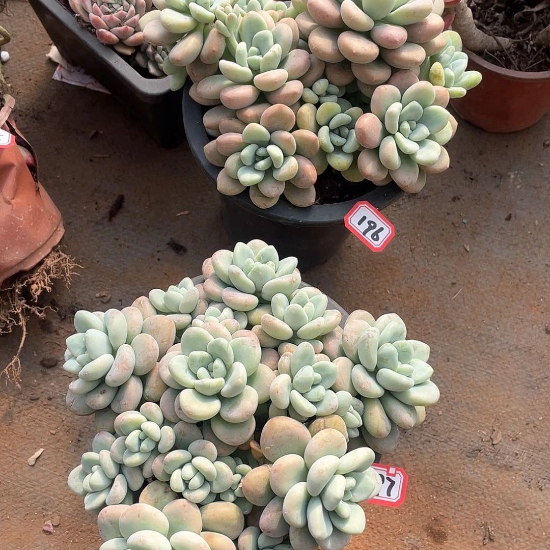 196➕197两颗 一物一拍多肉