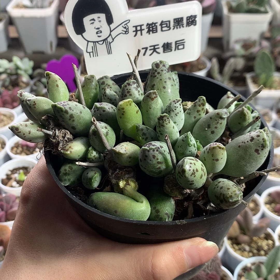 心*多肉水泡专拍链接