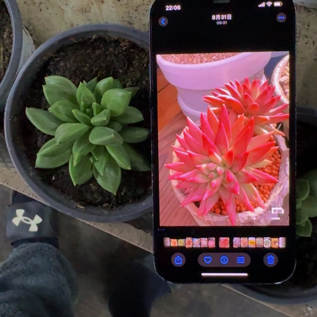 红牵手 叶插 一物一拍