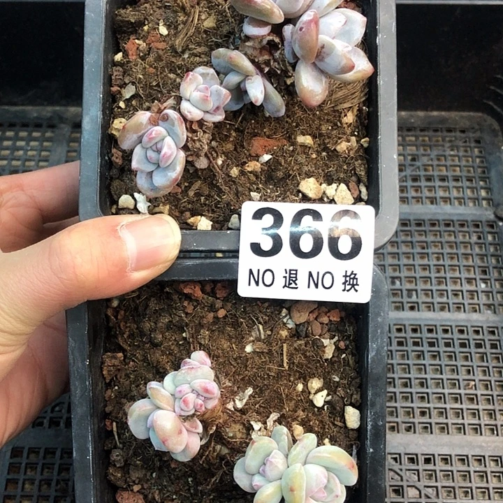 星影石榴籽福利出咯 366