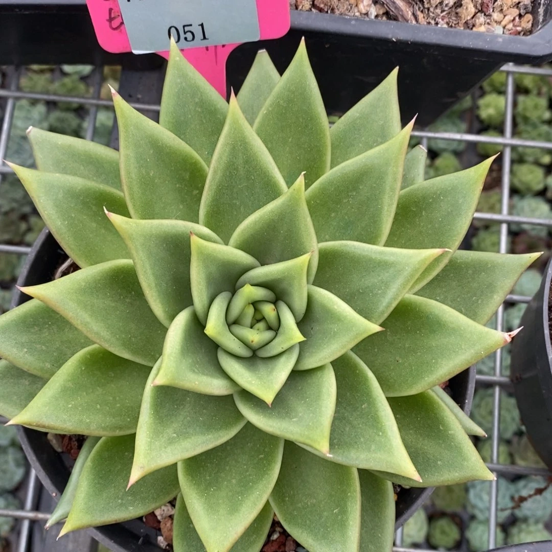 x051-多肉植物 原始种