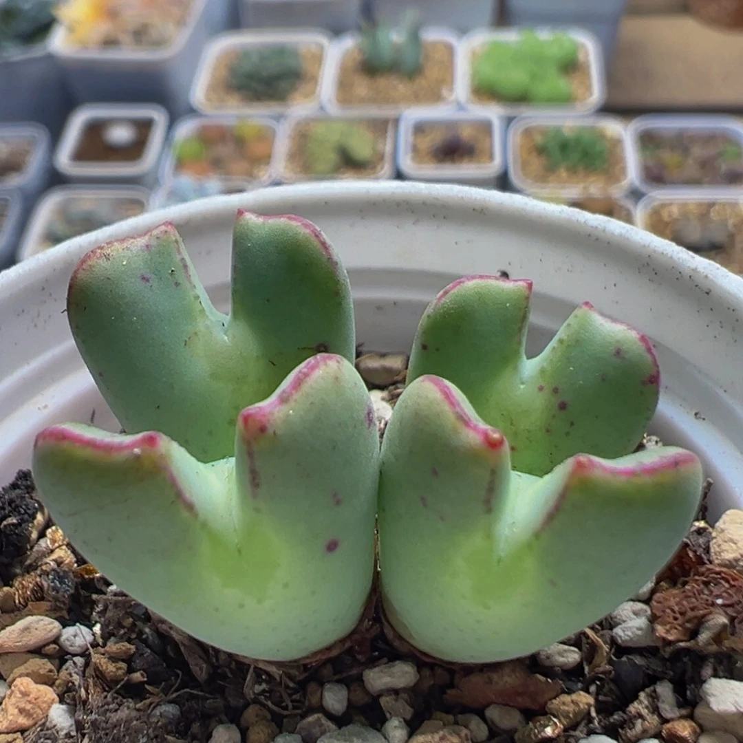 85多肉植物百科植物