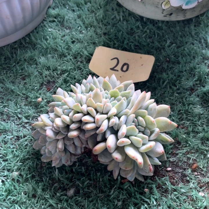 星影20号码牌子的话题了