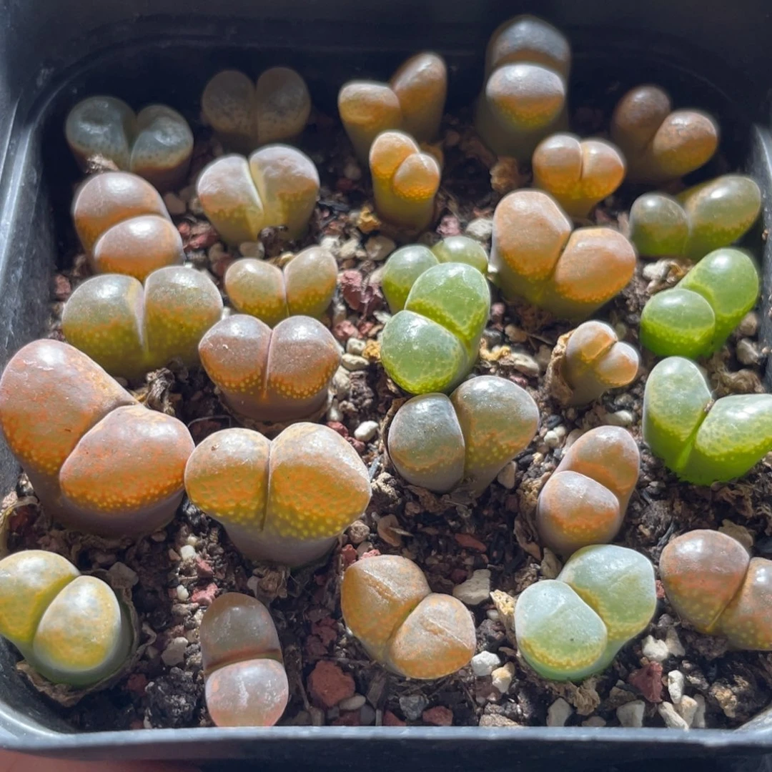 今晚大盆特价更新～16