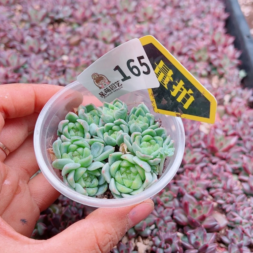 多肉植物多肉植物