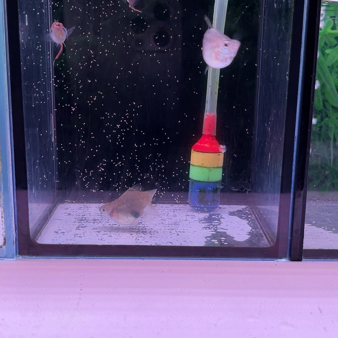 孔雀鱼安哥拉双箭球2对