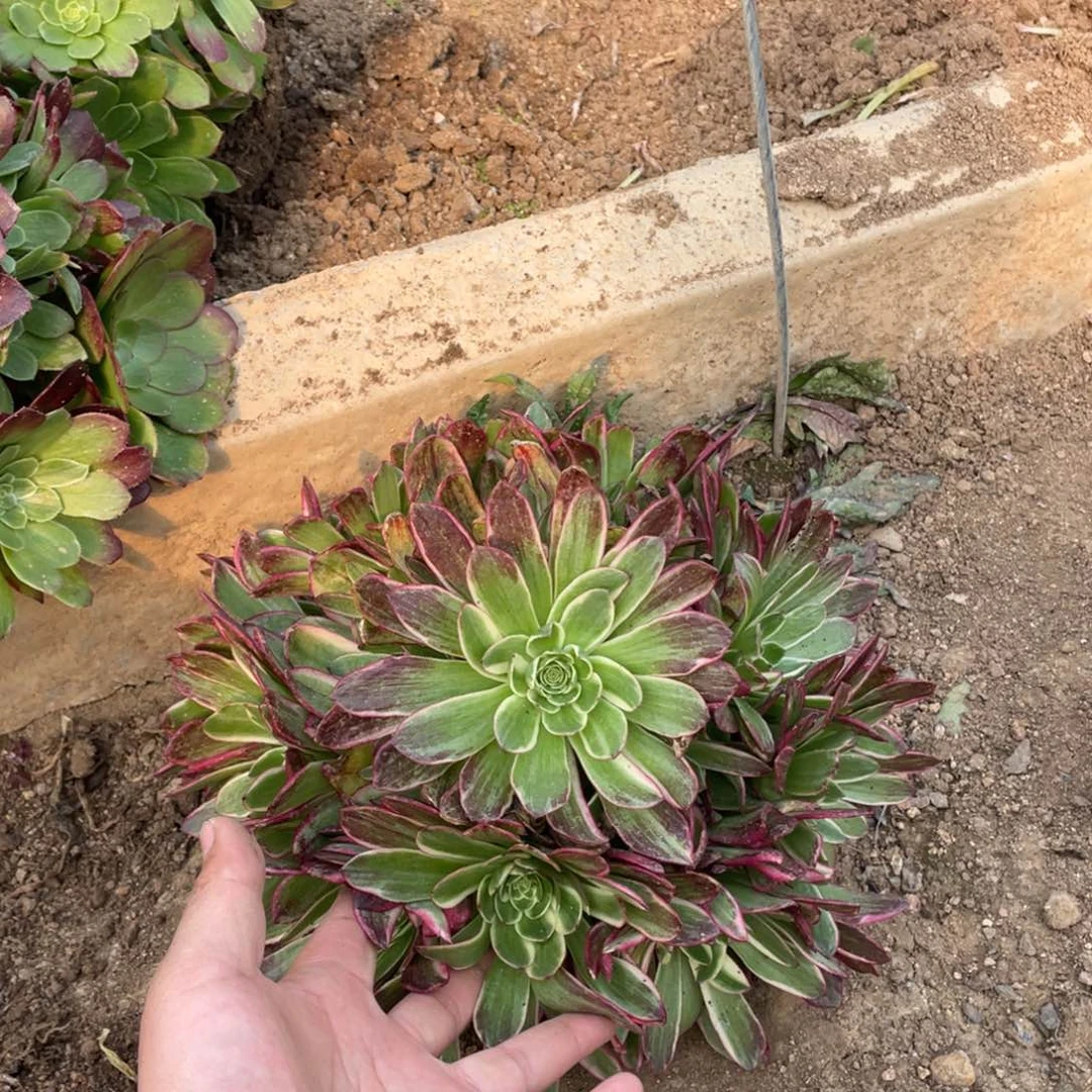 海王多肉法师断枝不包