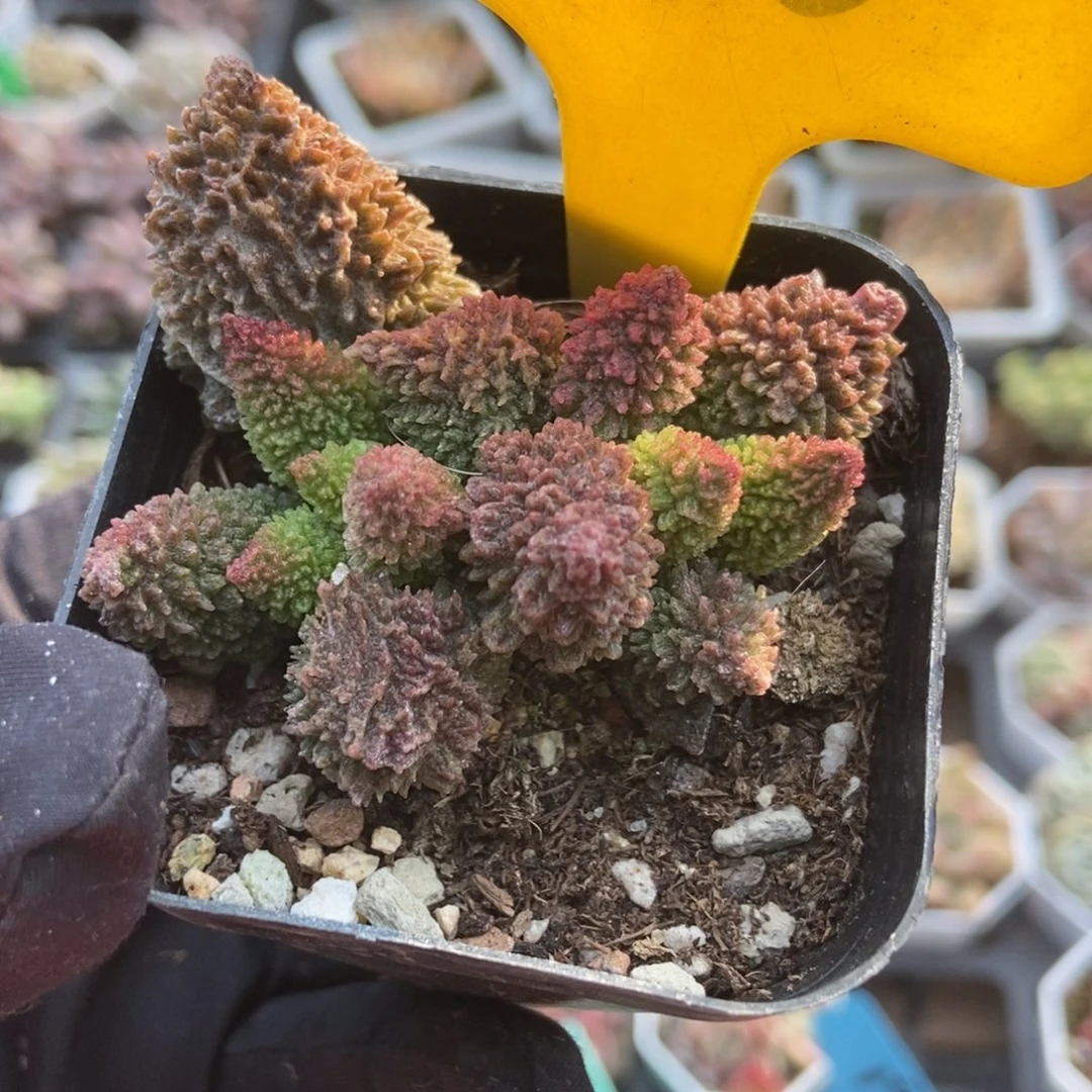 898朱子玉水泡多肉