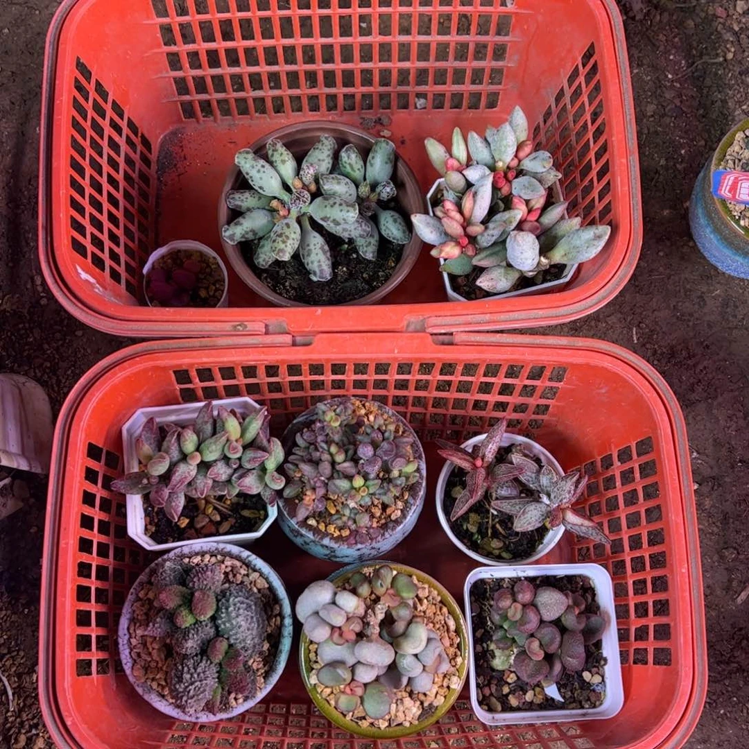 牟***妹啦啦啦啦啦啦啦啦啦啦