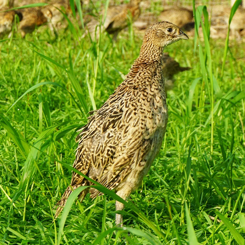 宠物鸡，七彩山鸡