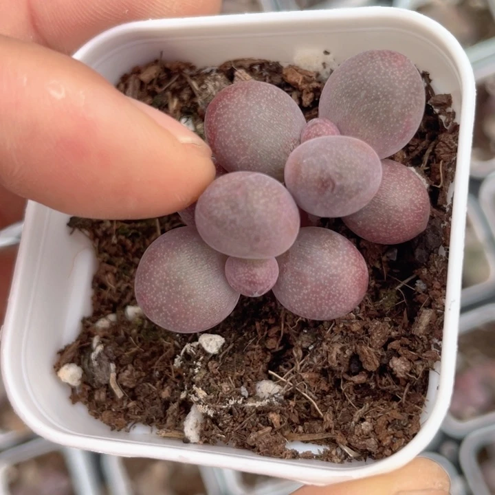 一我一拍满18包邮