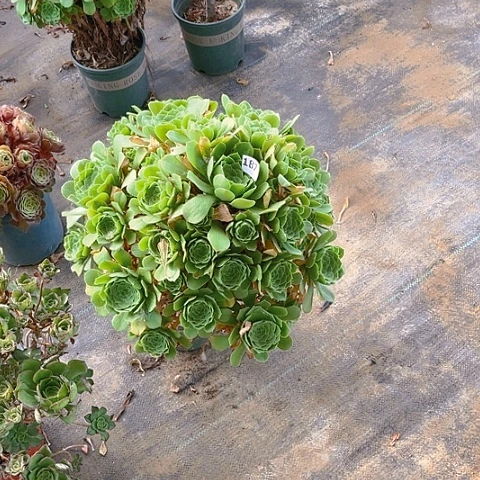 q****天绿杨蓉法师法师187