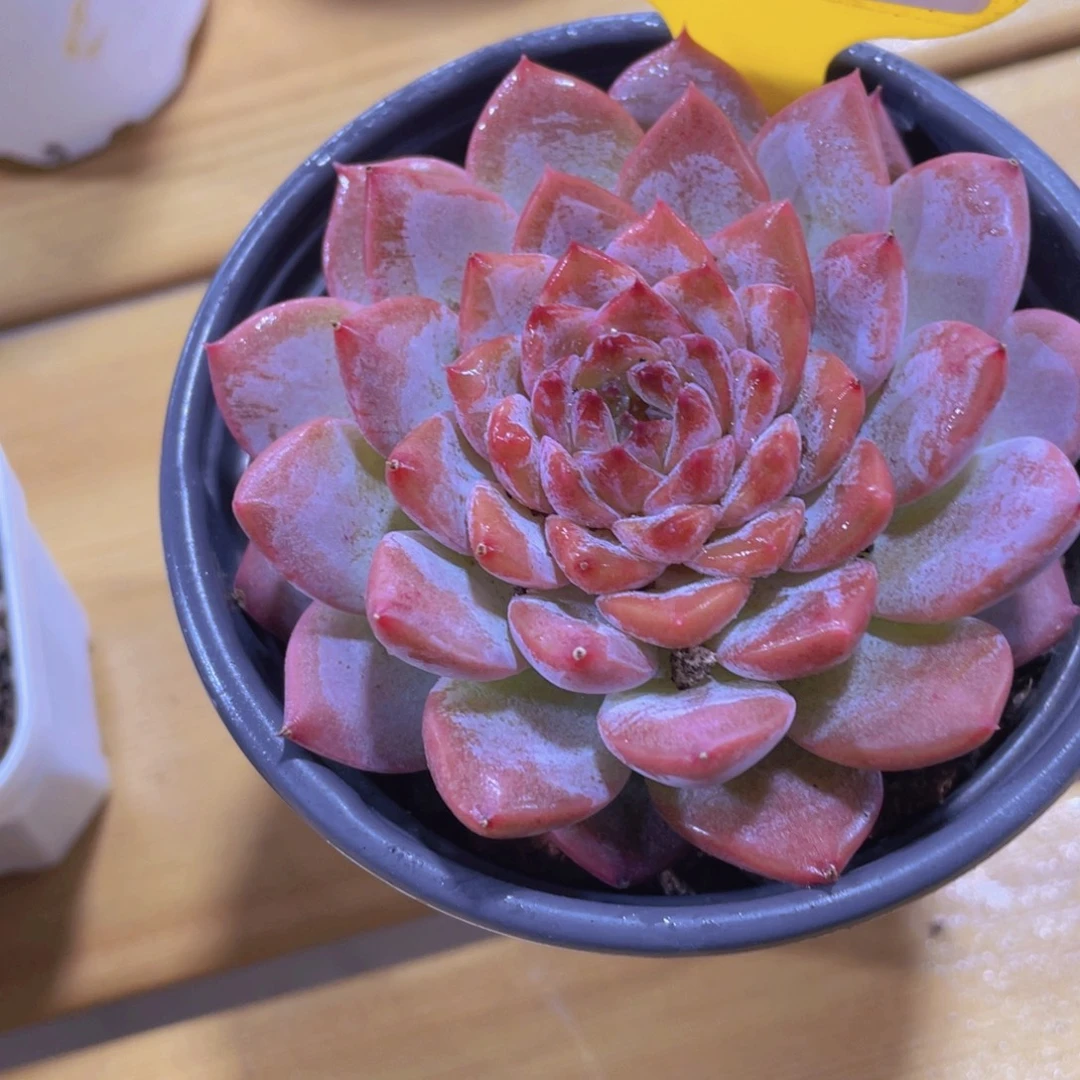 510号 睫毛全状态焦糖莓莓