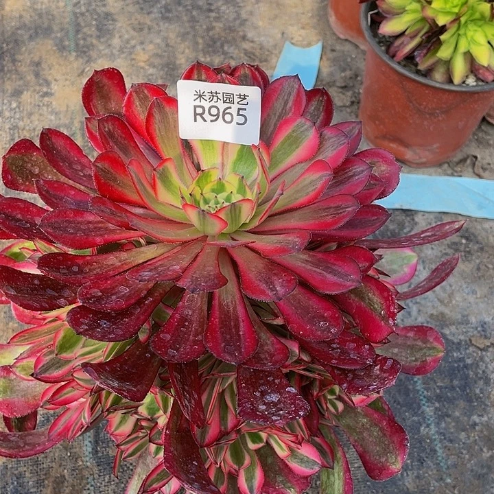 965多肉植物的生长