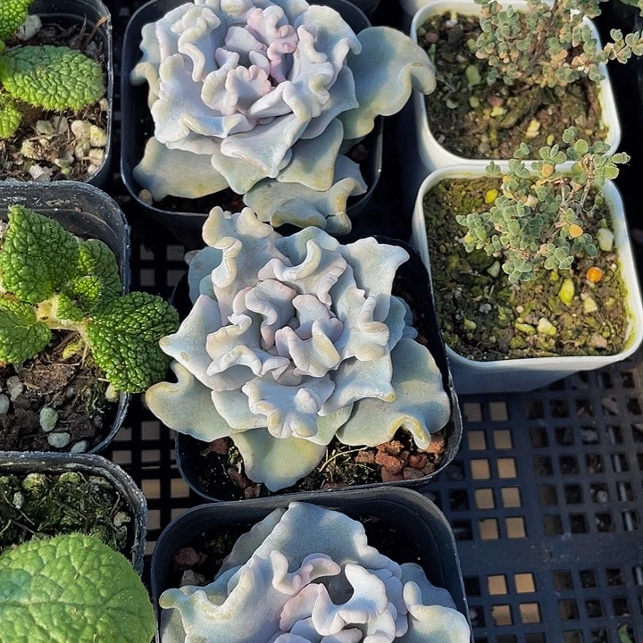 白饺子带盆土发货