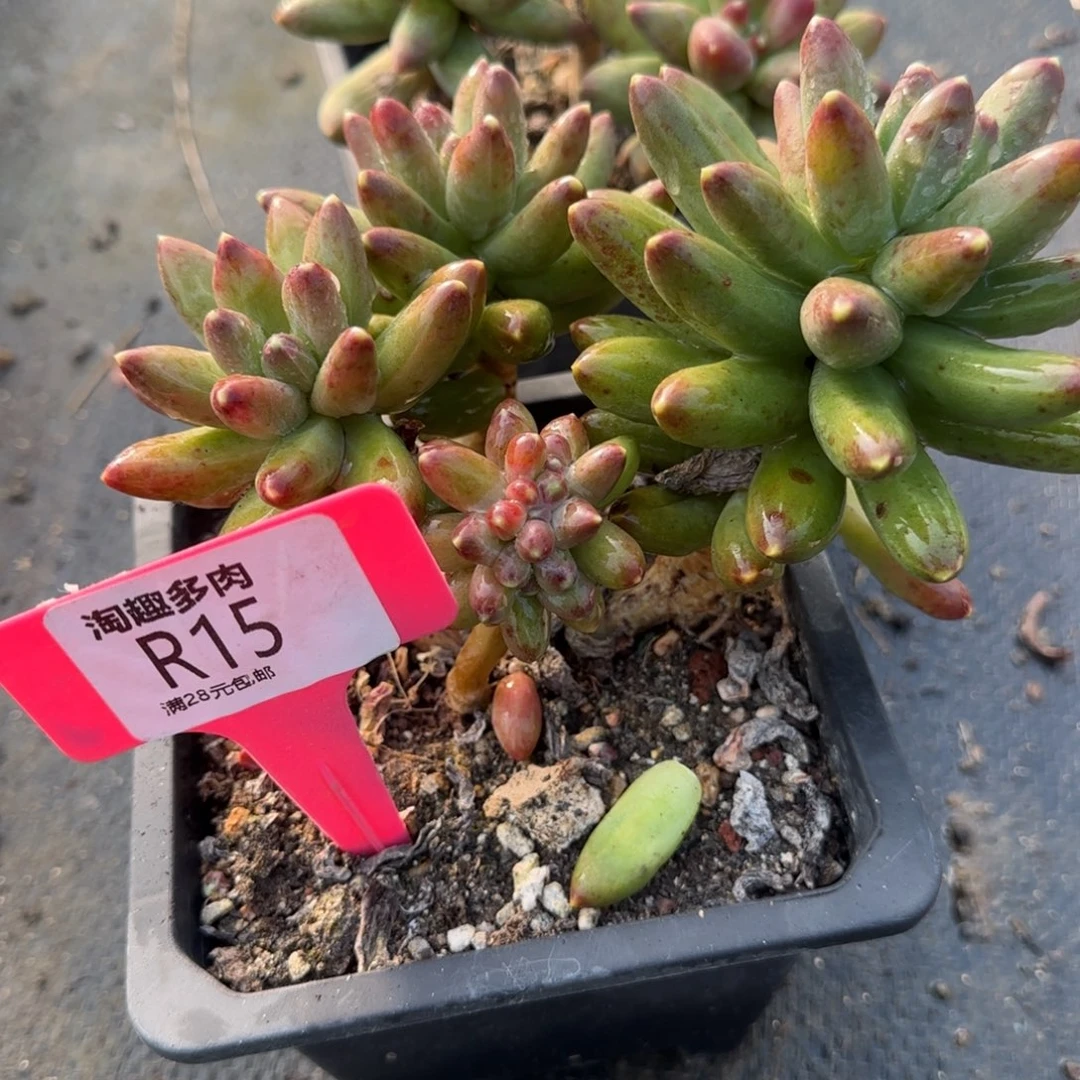 多肉植物千代田滋松老庄