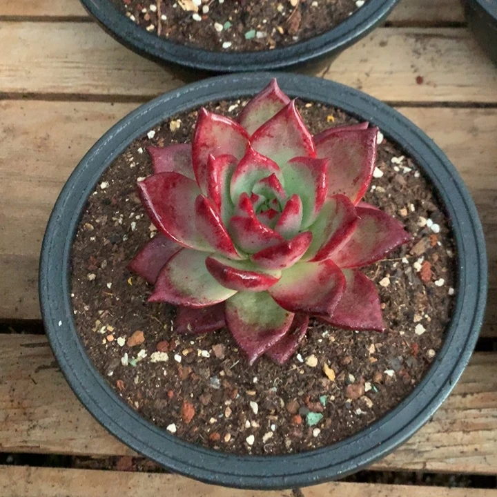 美肉特价活动开始啦