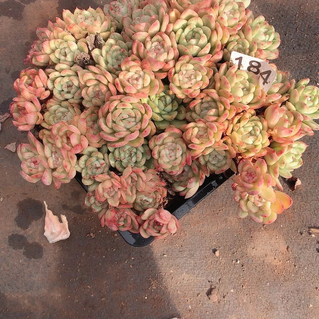 184锦 一物一拍多肉