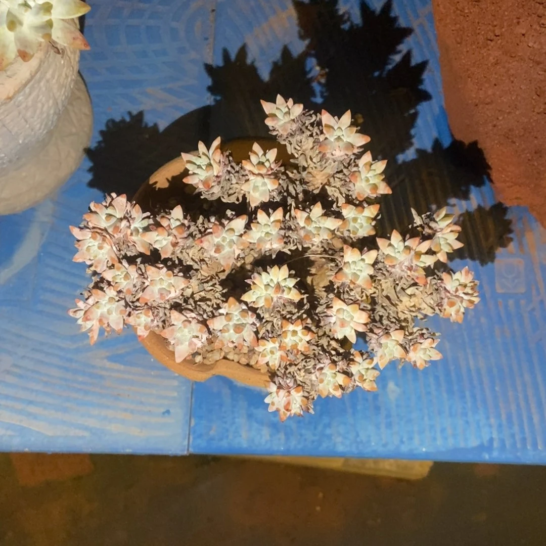 炸n51多肉植物啦啦啦