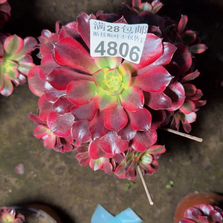 4806美杜莎不包断枝