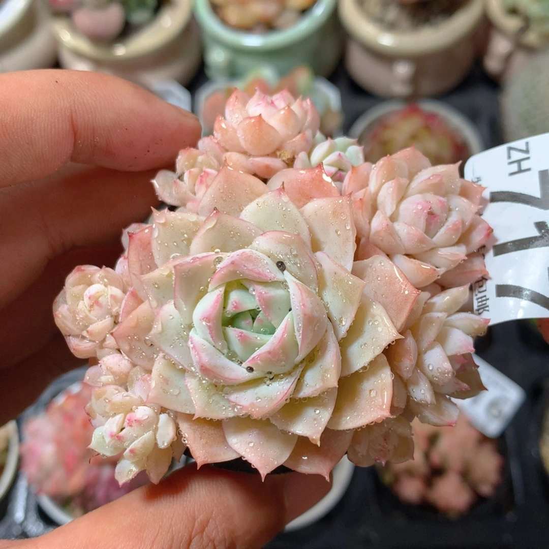 5CM拇指盆精控多肉ZH717