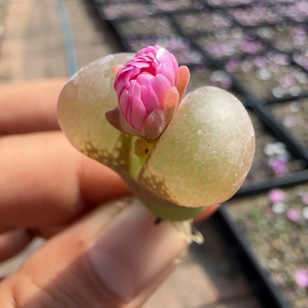 完美无瑕超级大厚窗透窗15号大型红风铃福利风铃