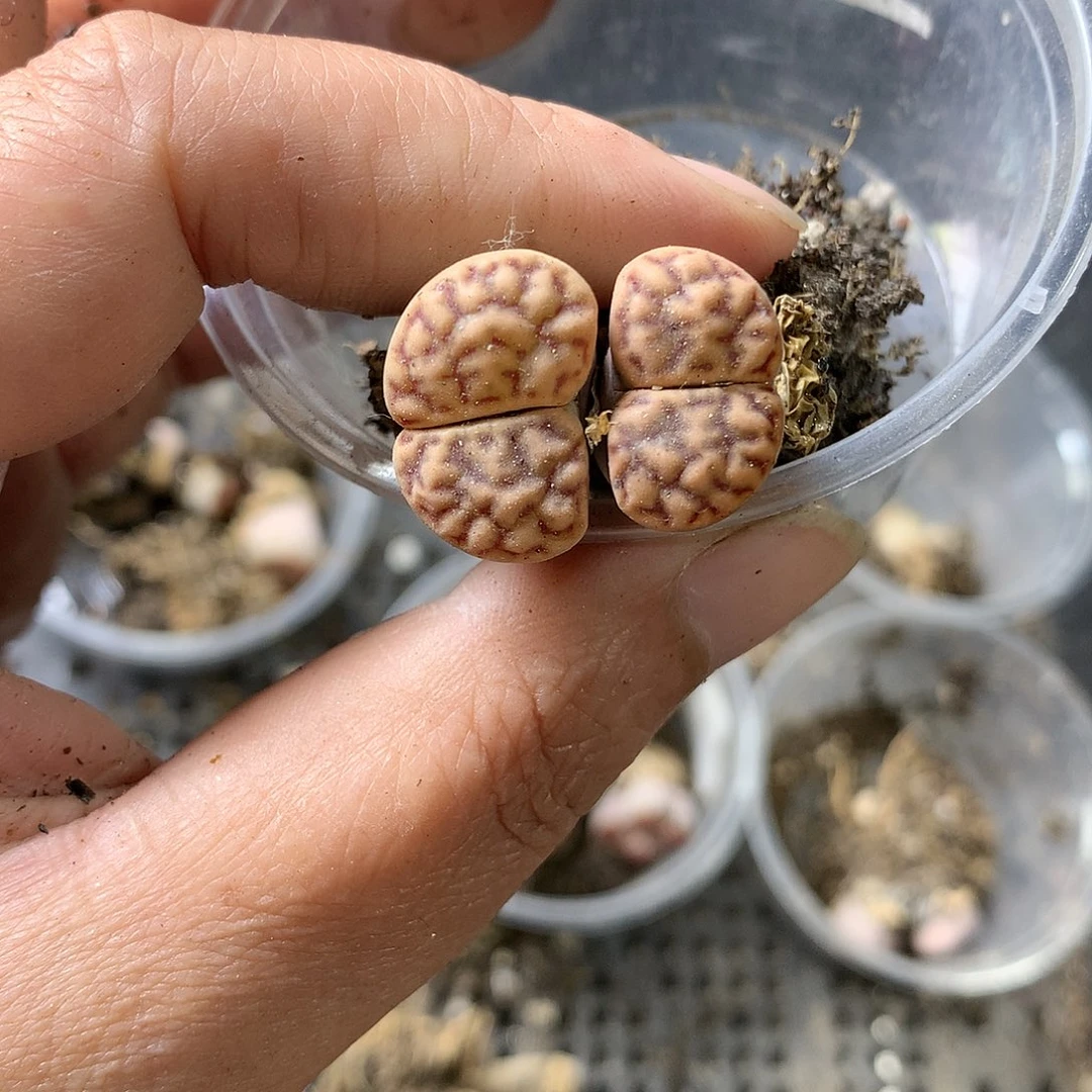 M286多肉植物保护