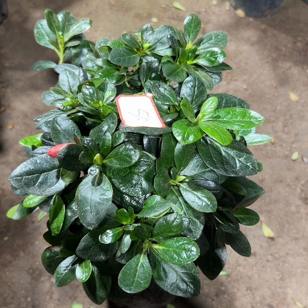 大部分花苞少量开放50