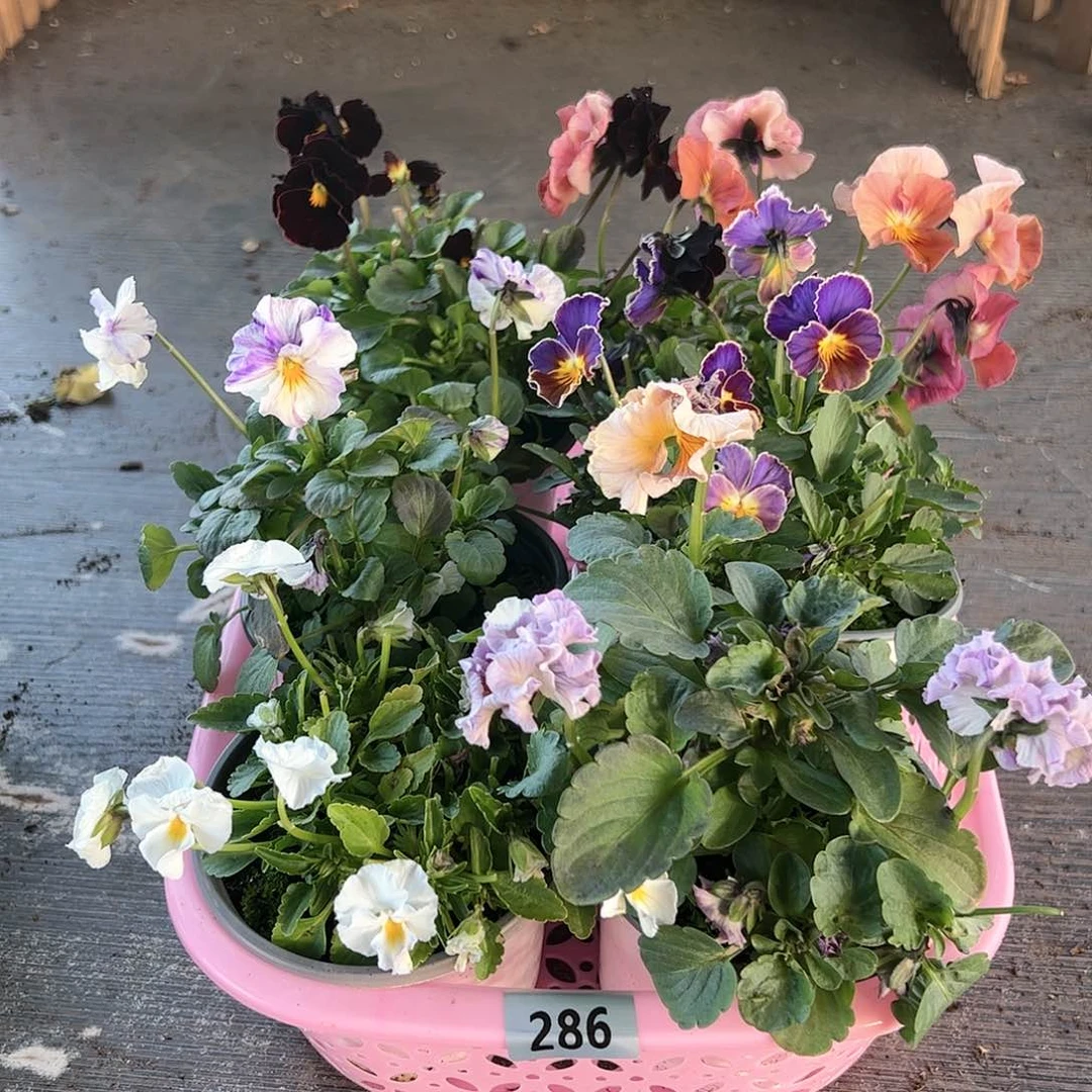 【闪购商品】286号