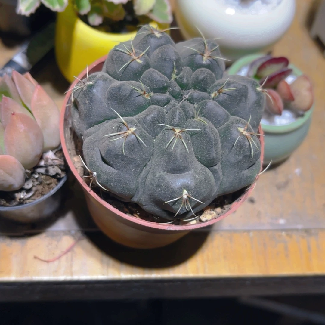 绯花玉新疆包邮9cm