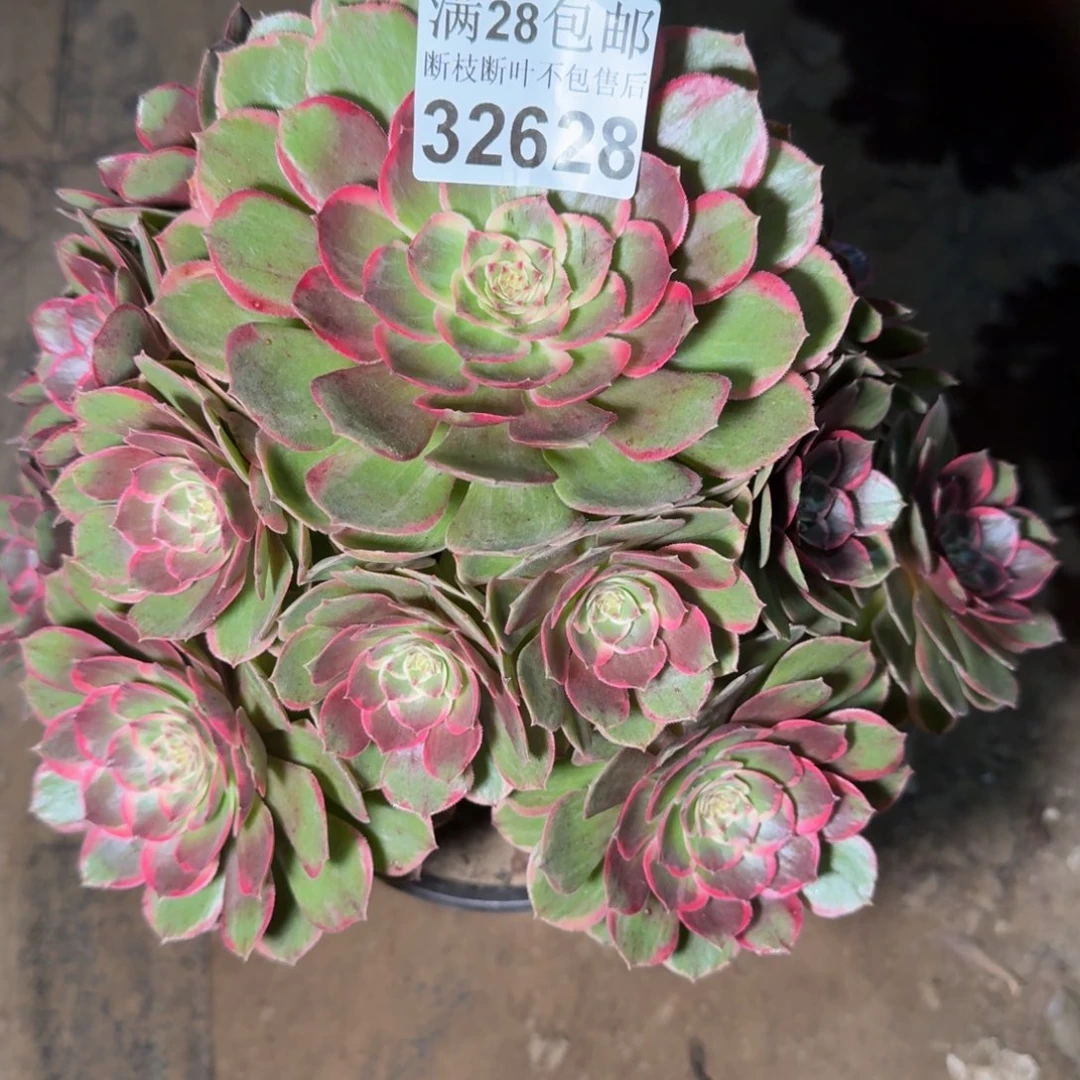 32628花妖多肉植物