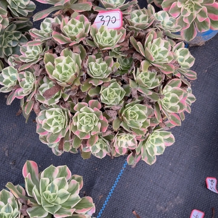 370女妖多肉植物法师