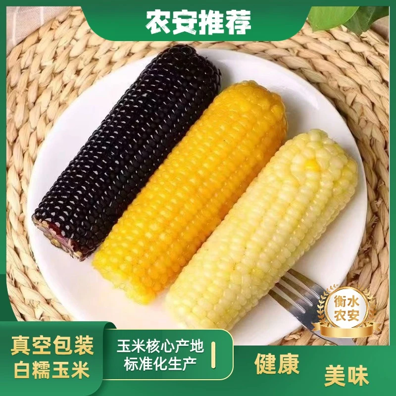 【甘肃出品】精选黏糯黄玉米25年新茬代餐甜糯粘玉米棒