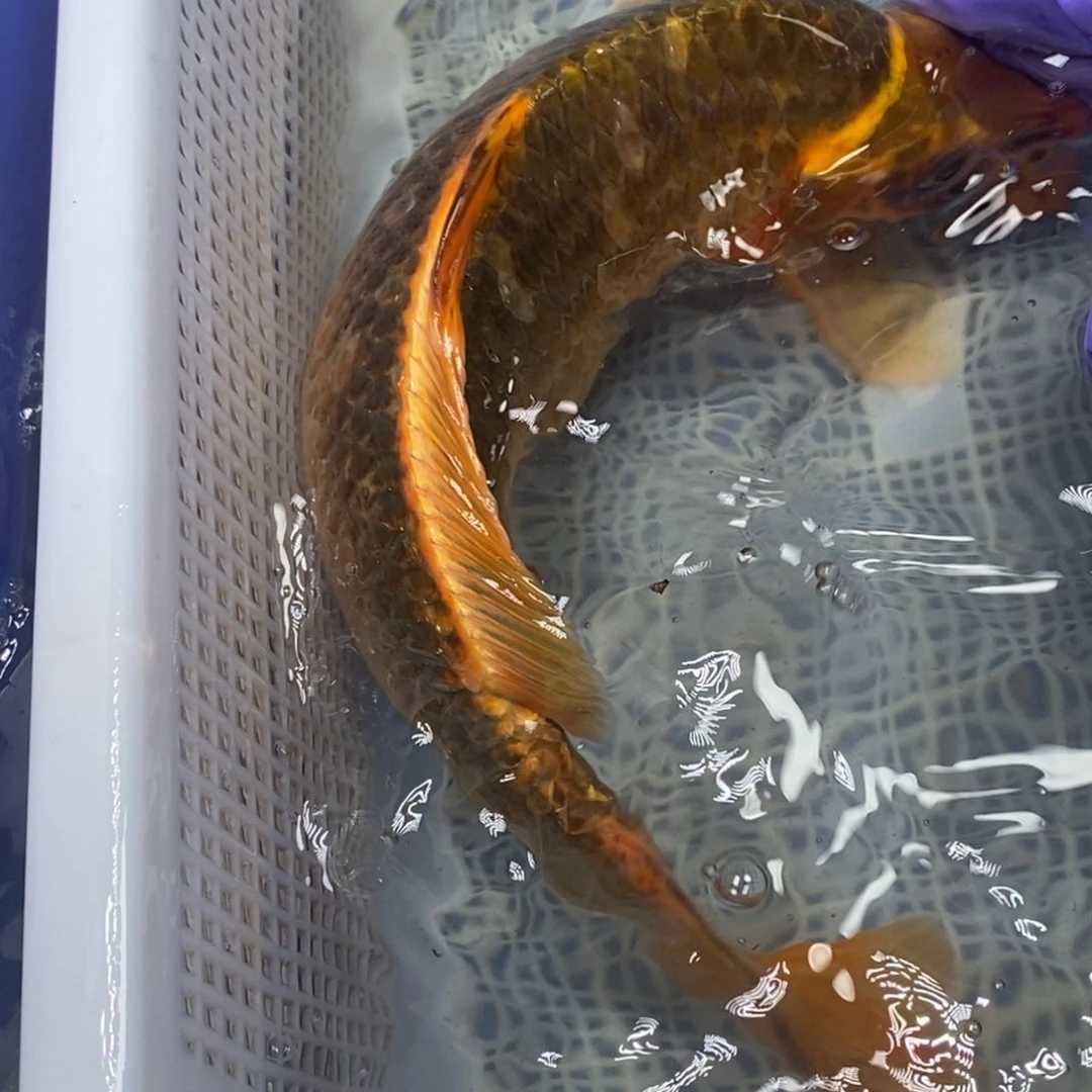 锦鲤冷水锦鲤包邮