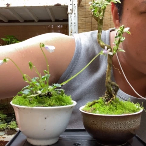 红陶一物一拍所见即所得93