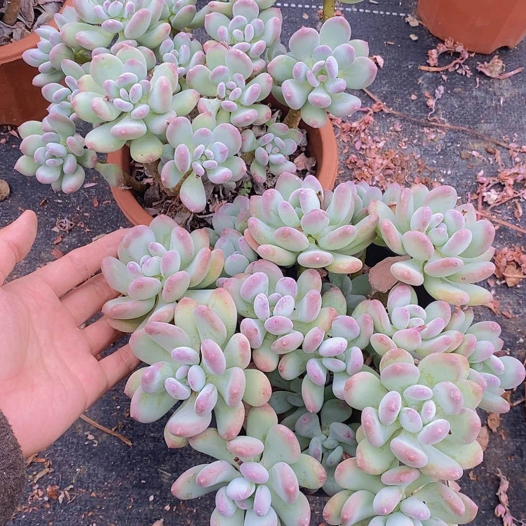 三日月美人多肉植物精品多肉