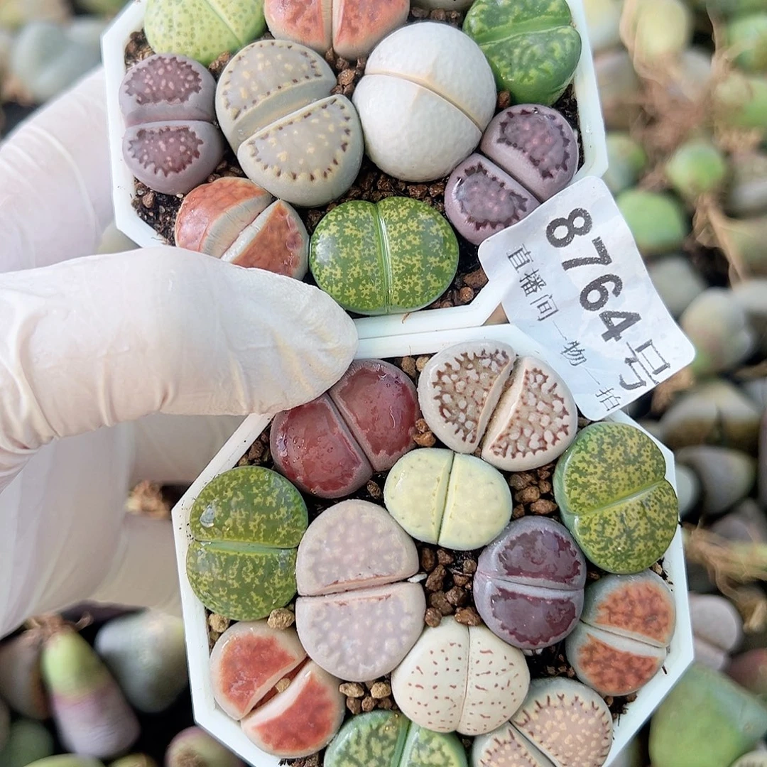 8764 好养易活生石花大母本两盆