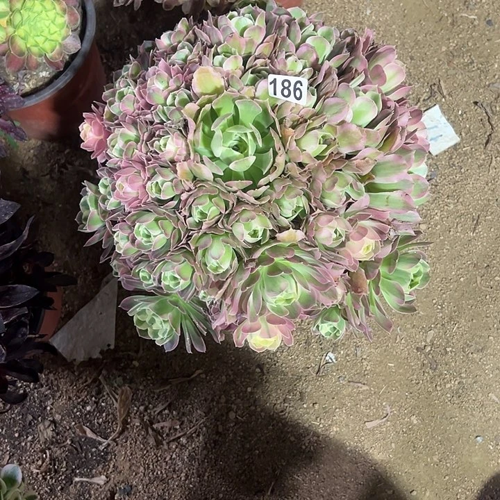 186白凤多肉植物花花