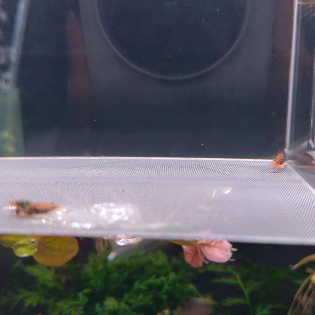 水晶虾棱镜莽两公