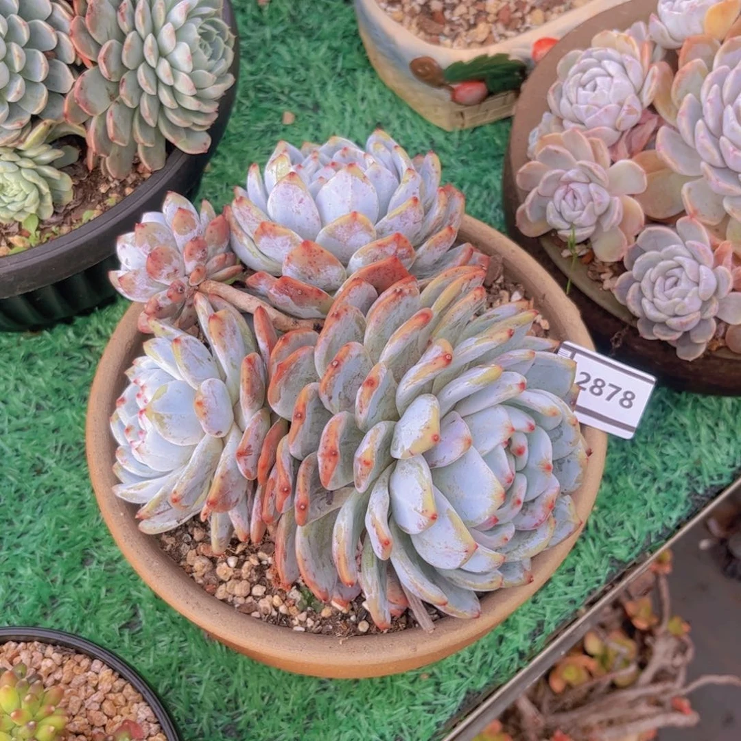 橙梦露多肉植物2878