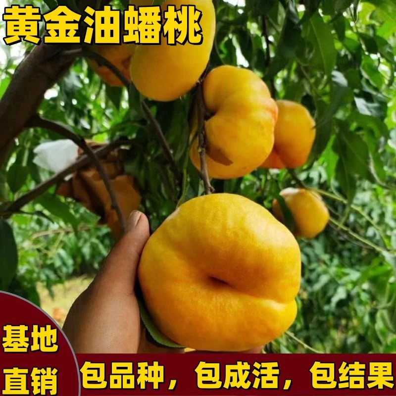 黄金油蟠桃树苗南北方地栽盆栽嫁接桃树苗黄肉特大果脆甜当年结果