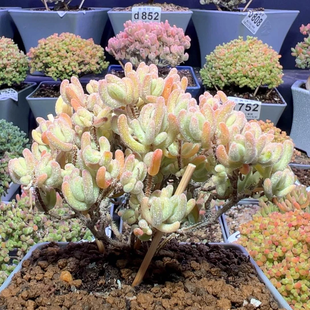 d861老桩橙叶锦冠幅9cm