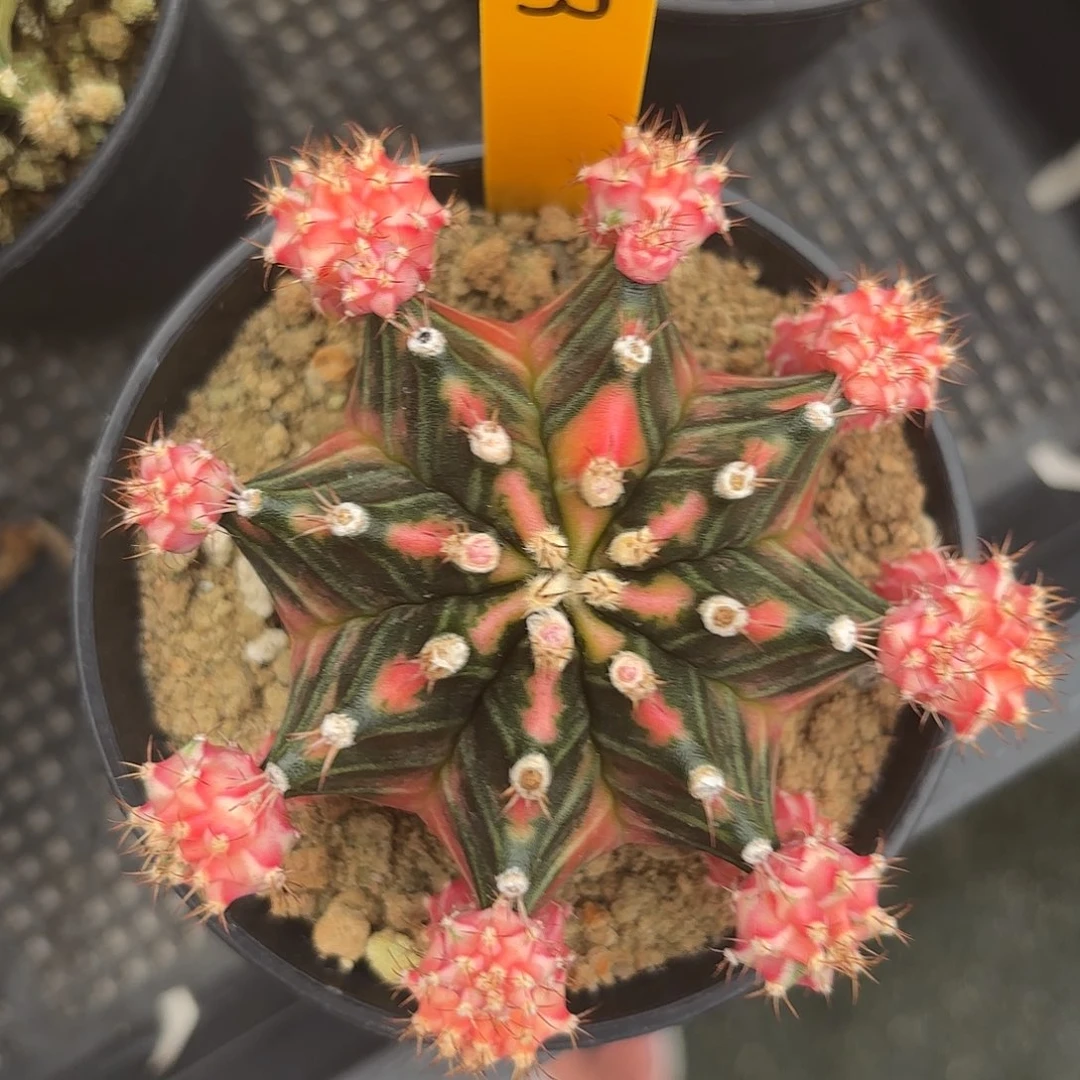 673-0915泰国发货 五月