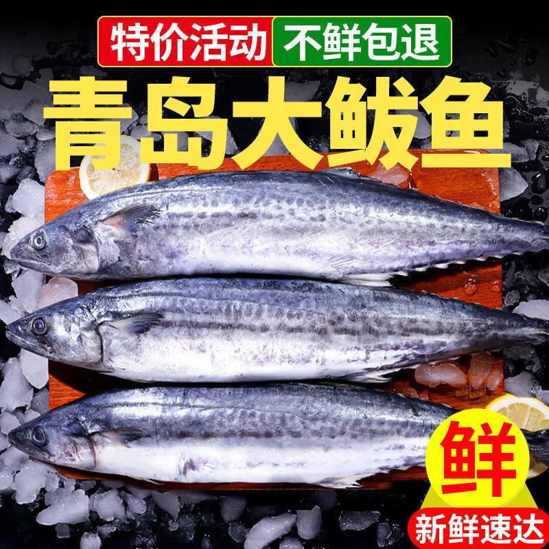 青岛发货鲅鱼（马鲛鱼）纯野码头直发