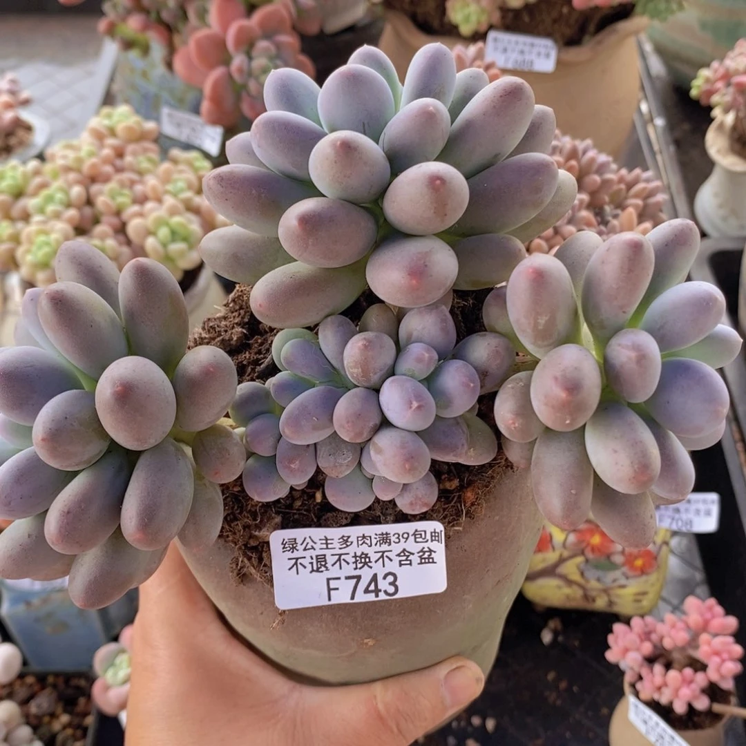 蛋黄奶14cm743多肉植物