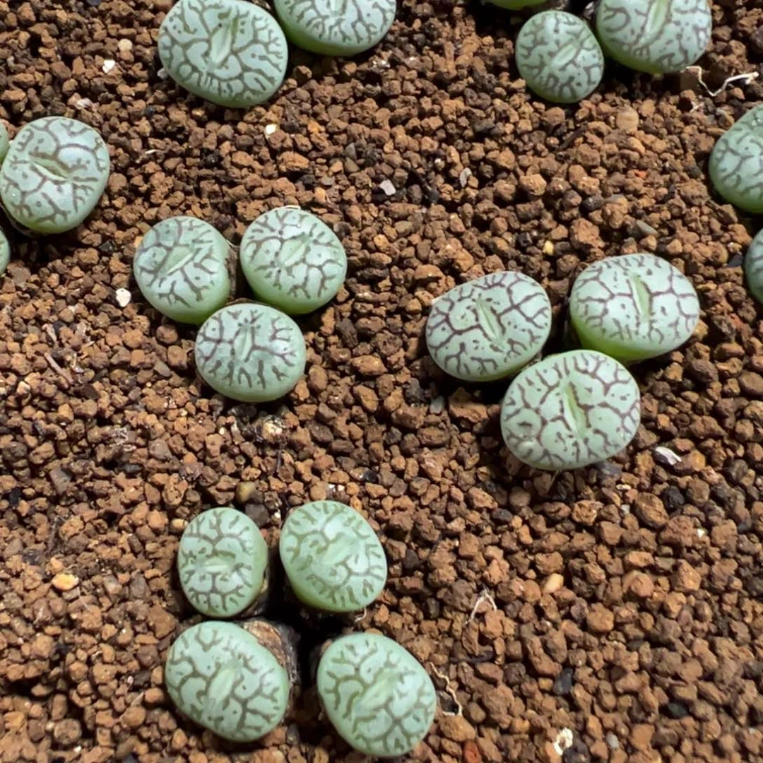 7-14量拍墨两群，3-4头发货